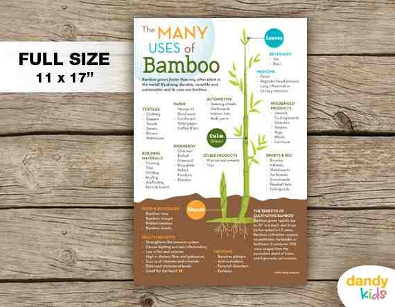 Can bamboo live in pots?