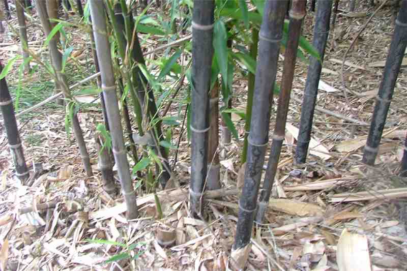 What's better Egyptian cotton or bamboo?