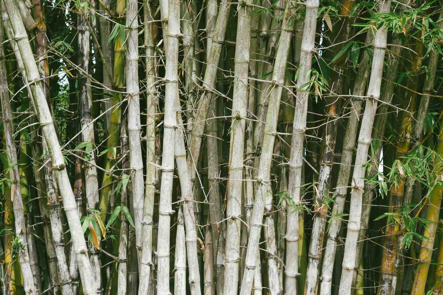 Is bamboo fabric mildew resistant?