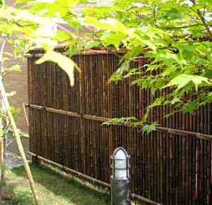 Is it illegal to plant bamboo?