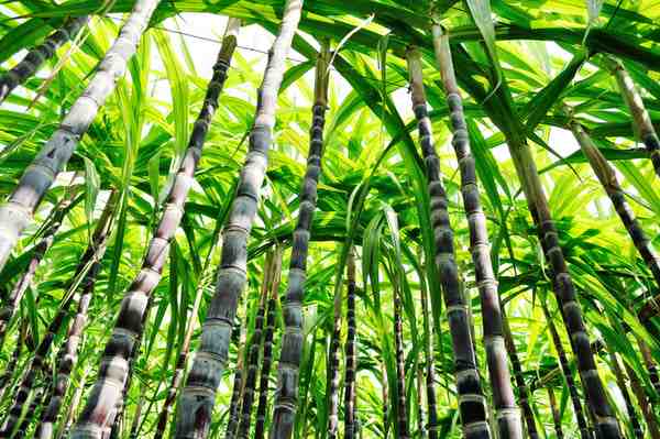 Are any bamboo sheets made in the USA?