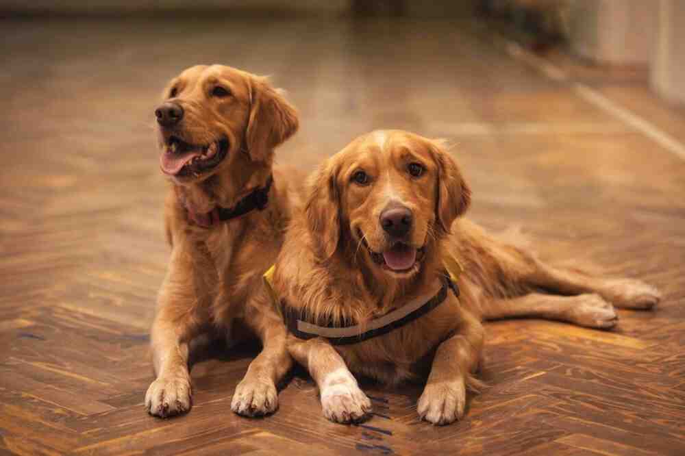 Are bamboo floors dog friendly?