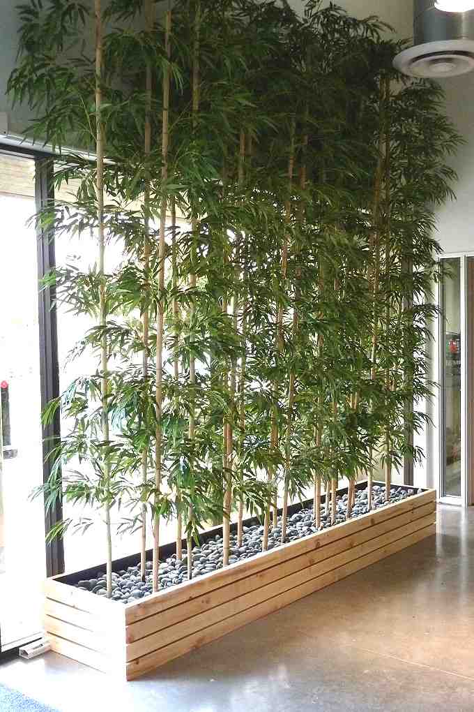 How do Chinese bamboo trees grow?