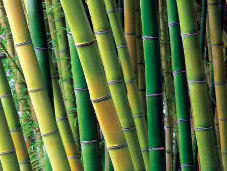 Is bamboo flooring more sustainable than wood?