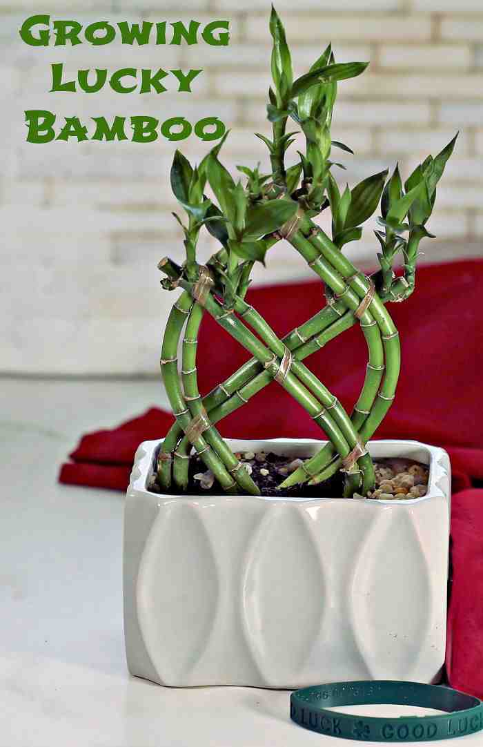 Which direction is best for bamboo plant?