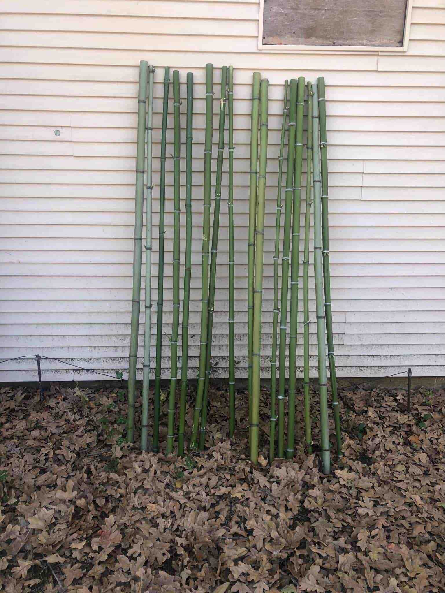 How do I know if my bamboo is running or clumping?
