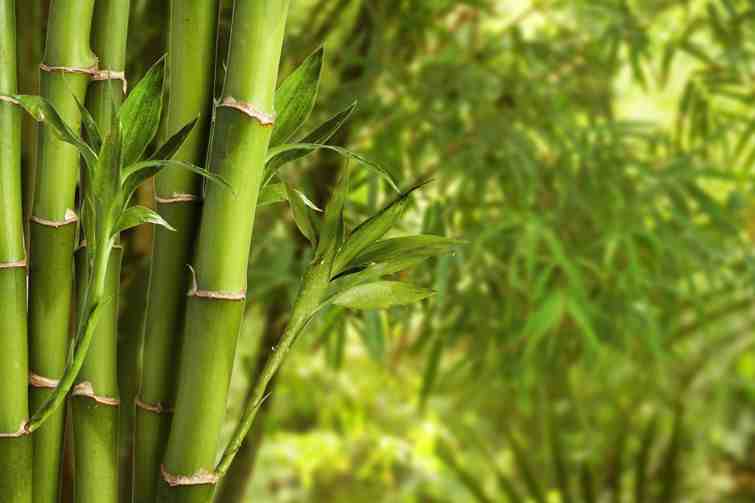 Which is cooler cotton or bamboo?