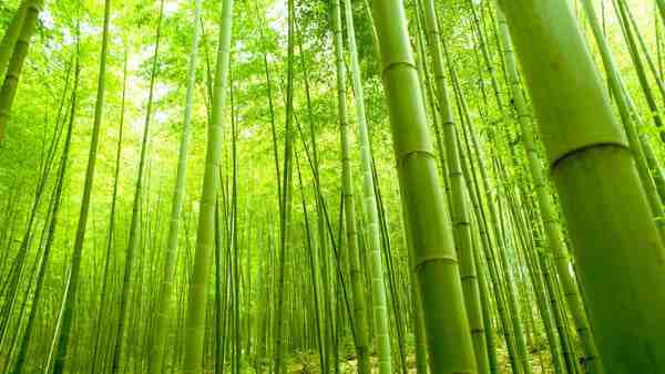 Are bamboo sheets antimicrobial?