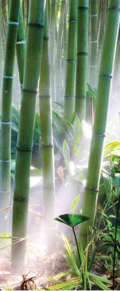 What is the disadvantage of bamboo?